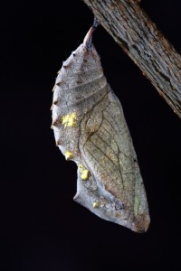 Chrysalis Pods Designed by Nature